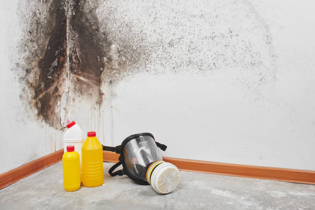 Best HVAC Mold Remediation in Alpine, NJ