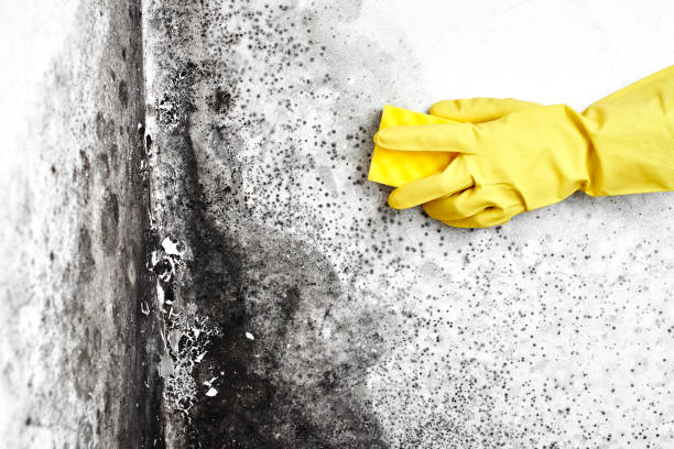 Best Localized Mold Remediation (e.g., coastal areas, humid climates) in Alpine, NJ
