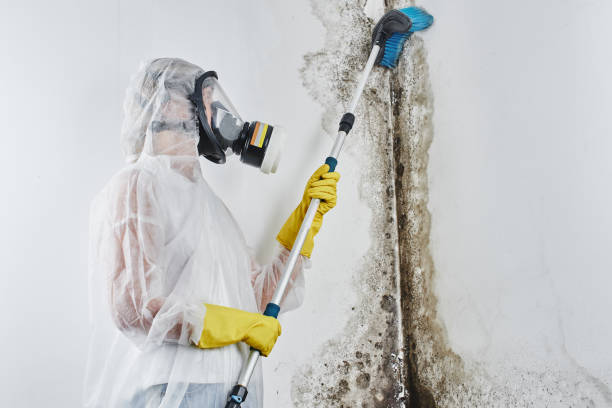  Alpine, NJ Mold Removal Pros