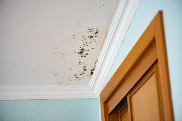 Best Kitchen Mold Remediation in Alpine, NJ