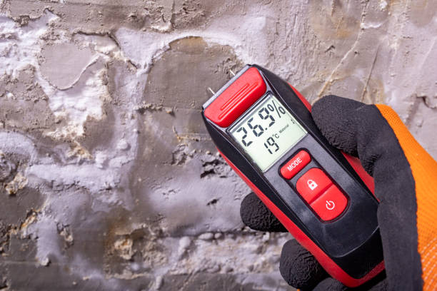 Best White Mold Remediation in Alpine, NJ