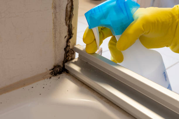 Best Bathroom Mold Remediation in Alpine, NJ