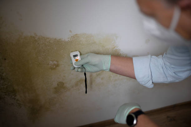 Best Industrial Mold Remediation in Alpine, NJ