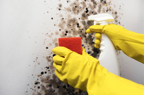 Best Residential Mold Remediation in Alpine, NJ